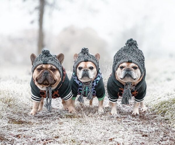 Winter Pet Dog Hat Cap Christmas Warm Windproof Pet Hats Woolen Dog Accessories For Small Medium Dogs Hat French Bulldog Outdoor