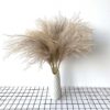 8pcs/10pcs/20 Pcs real dried small pampas grass wedding flower bunch natural plants decor home decor dried flowers Free shipping